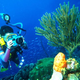 Illustration for article titled 5 Tempat Menyelam Terbaik di Raja Ampat